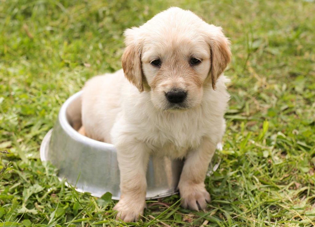 Hondenfokker in Eindhoven toont gezonde puppy's in een verzorgde omgeving met voldoende ruimte