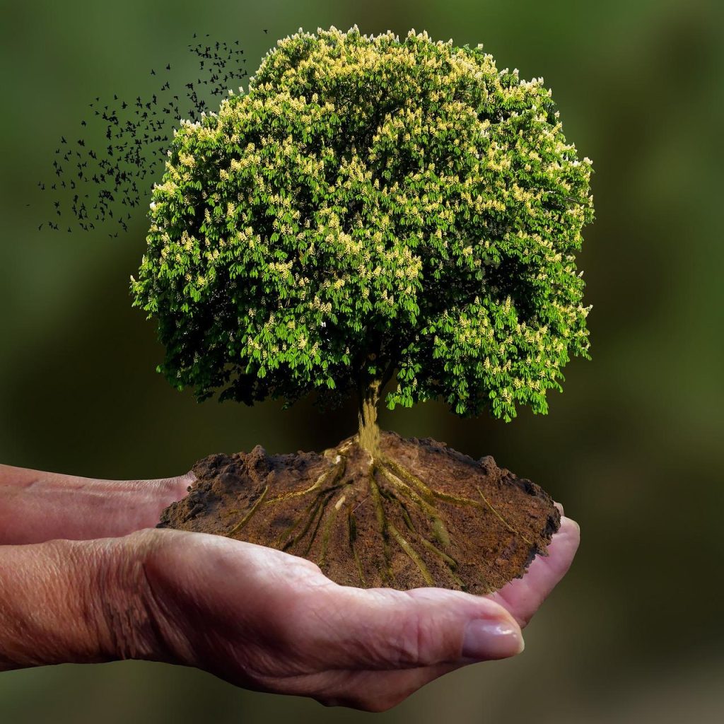 Visuele weergave van de effecten van klimaatverandering op lokale ecosystemen en biodiversiteit